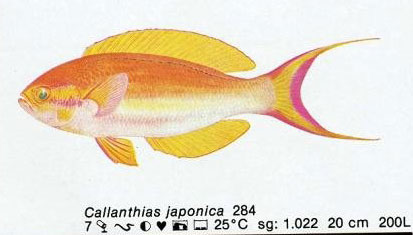 Callanthias japonica